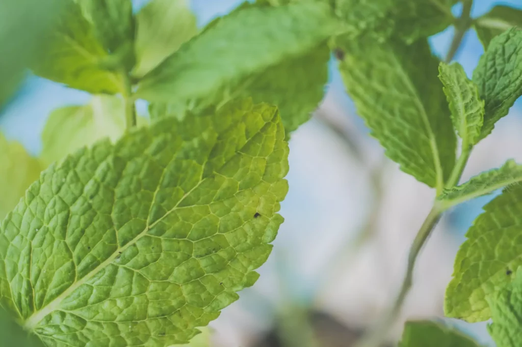 Breathe includes peppermint extract to open the airways and enhance respiratory comfort.